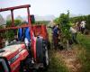 Weinbauern
      müssen
      mit
      klimabedingter
      Ernte
      rechnen