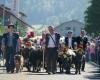 Volles Haus bei der Planfayon-Abfahrt von den Alpen