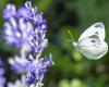 Volk sagt Nein zur Biodiversitätsinitiative