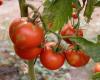 Was ist dieses Tomatenvirus ToBRFV, das in Neu-Aquitanien Sorgen bereitet?