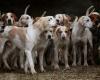 Bald ein Vergnügungspark für Hunde in Haute-Savoie?