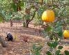 Der Cashew-Industrie droht ein Handelsdefizit