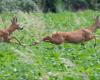 Im Jura ist die allgemeine Jagdsaison eröffnet