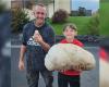 Ein riesiger 5-Kilo-Puffball, der in der Mosel gefunden wurde