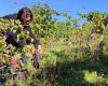 In Chinon werden mehr als vierzig Menschen für einen Tag auf dem Weingut Pierre und Bertrand Couly zu Weinpflückern