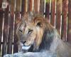 Unveröffentlicht: Ein Atlas-Löwenjunges zum Entdecken im Rabat-Zoo