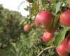 Nach der Orange stiegen die Preise für konzentrierten Apfelsaft