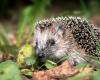 Der Igel, „fast vom Aussterben bedroht“.