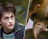 Harry-Potter-Fans sind über die offizielle Absage unbeeindruckt – Harry Potter