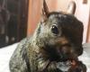 Social-Media-Star Peanut the Squirrel von New Yorker Behörden beschlagnahmt