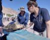 Naturschützer lassen gefährdete Karettschildkröten im Roten Meer frei