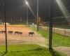 VIDEO – Haute-Savoie: Wildschweine pflügen ein Fußballfeld in Saint-Pierre-en-Faucigny