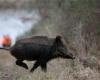 Wildschweine im Sichtfeld