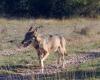 der Wolf streift durch den Larzac