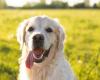 Eine französische Region ist angesichts einer Zunahme von Hundediebstählen in Alarmbereitschaft