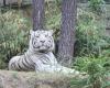 Ein weißer Tiger aus dem Zoo La Flèche ist gestorben