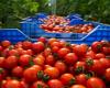 Marokko: Tomatenpreise sind erneut gestiegen