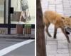 Ein in der Innenstadt von Montreal gesehener Fuchs löst im Internet eine Reaktion aus