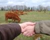 „Wir verlieren jede Woche 200 Betriebe“: Haute-Loire wird ein Forum zur heiklen Frage der landwirtschaftlichen Übertragung veranstalten