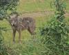 Franche-Comté. Ein fünfter Wolf wurde im Doubs getötet