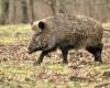 Ein 52-jähriger Jäger wurde nach einem Wildschweinangriff verletzt