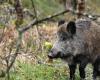 Um „den Kindern eine Freude zu machen“, hält ein Paar ein Jahr lang ein Wildschwein: Das Tier wird eingeschläfert