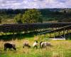 Zuteilung landwirtschaftlicher Flächen: Diese drei Fälle erschüttern die Landschaft in Corrèze