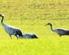 Hunderte von Kranichen oberhalb der Haute-Marne