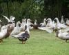 Trotz Impfung ein erster gemeldeter Ausbruch der Vogelgrippe in den Landes – Angers Info