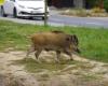 Angesichts der städtischen Invasion von Wildschweinen im Sektor Nevers ordnet der Präfekt von Nièvre nächtliche Schießereien und behördliche Razzien an