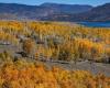 Pando, ein Wald, der aus einem einzigen Baum besteht, einem der ältesten Lebewesen der Erde