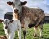 Creuse glänzt beim abteilungsübergreifenden Wettbewerb Charolais, eine Woche vor der Boussac-Messe