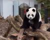 Letzter Tag, um sich von den drei jungen Riesenpandas im belgischen Zoo Pairi Daiza zu verabschieden