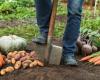 Diese Gartenarbeiten müssen Sie im November erledigen