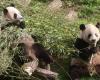 In Belgien geborene Pandas verlassen Pairi Daiza: das „kleine Geschenk“ des Tierparks an Besucher (Video)