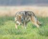 Wütend über Wolfsangriffe fesseln Bauern eine tote Färse an eine Unterpräfektur