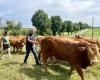 Die Ferme de l’Arche, eine der letzten Rinderfarmen im Val-d’Oise