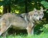 Wolf, bist du da? Ein Wolf in der Gironde!