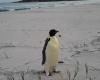 Kaiserpinguin schwimmt offenbar 3.500 Kilometer bis Australien