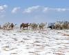 Überraschende Bilder einer von Hagel und Schnee bedeckten Wüste in Saudi-Arabien