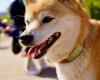 Was ist los mit dem Dogecoin-Rivalen Shiba Inu (SHIB)?