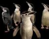 Diese Pinguin-Eltern überleben mit 4-sekündigen Mikro-Nickerchen