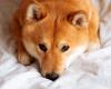 Shiba Inu und Dogecoin fallen im zweistelligen Bereich zurück, da die Rallye abkühlt, Liquidationen bis zu 900 Millionen US-Dollar