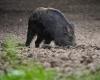 Wildschweine in der Loire-Atlantique: In den letzten 4 Monaten so viel Schaden wie im gesamten letzten Jahr!