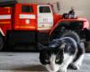 Feuerwehrleute retten Katze, die in Glasbehälter gefallen ist