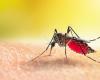 Dengue-Epidemie in Guadeloupe ausgerufen