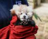 Nach dem Tod dieses kleinen Roten Pandas gibt der Zoo in Edinburgh dem Feuerwerk die Schuld