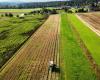 Schweizer Landwirte werden durch Anreize zum Verzicht auf Pflanzenschutzmittel verführt – rts.ch