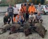 Ein 167 kg schweres Wildschwein in Lot et Garonne