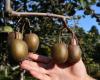 Kiwis mit gutem Geschmack aus Vaucluse